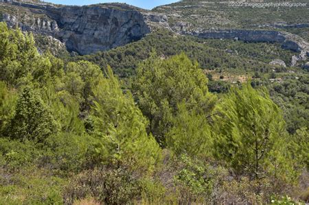 Mediterranean biome, sclerophyllous vegetation, photographs: more photo ...