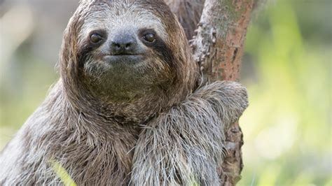 Sloths: The World's Slowest Mammals