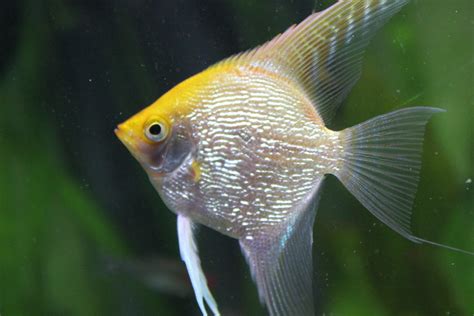 gold pearlscale angelfish (quarter size) | erniegold | Flickr