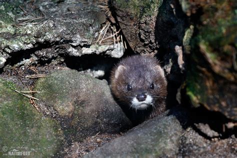 European Mink Photos, European Mink Images, Nature Wildlife Pictures ...