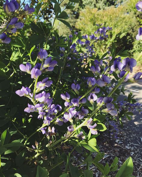 Blue Wild Indigo | Wild indigo, Pollinator garden, Baptisia australis