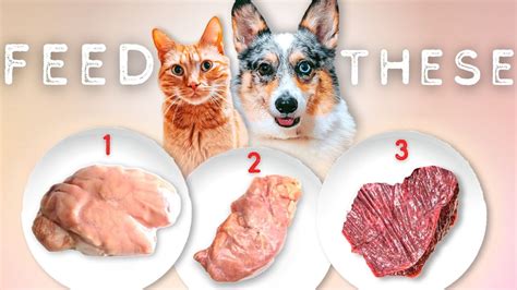 What Is The Best Organ Meat For Dogs