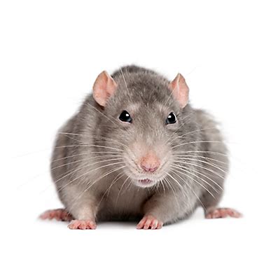 Facts About Rats | Rat Facts | Havahart®