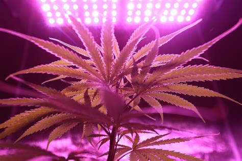 Light Dep Weed: The Right Growing Method for You? | NuggMD