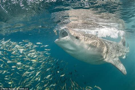 Stunning images show whale shark hoovering up a spiral of plankton