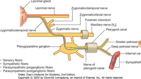 Pterygopalatine Ganglion Anatomy Location And Function