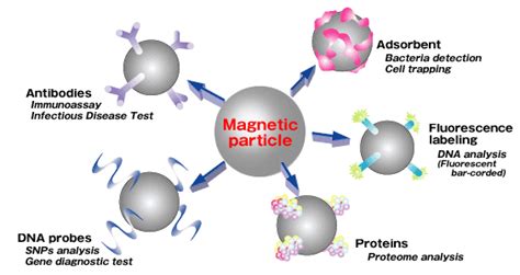 Magnetic Bead Applications in Biology: Today and Tomorrow | Splice