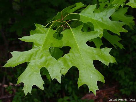 Quercus rubra (Northern Red Oak): Minnesota Wildflowers