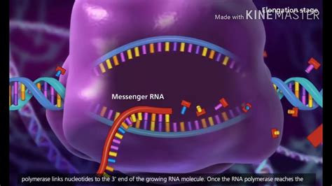 Transcription (DNA to mRNA) - YouTube