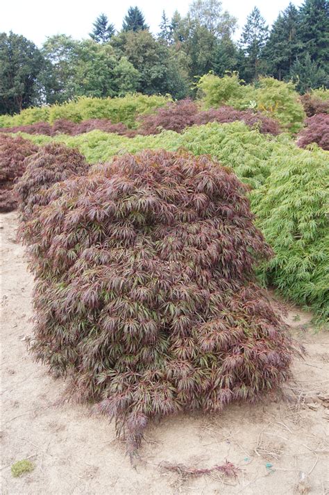 Acer palmatum var. dissectum 'Crimson Queen' | Wholesale Nursery ...