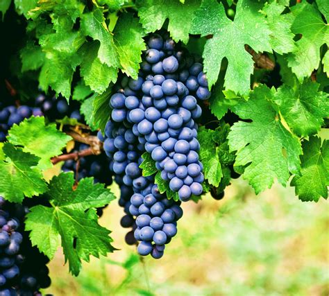 Red wine grapes have unexpected gut health benefits - Earth.com