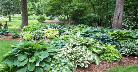 Dr. Dan's Garden Tips: Handsome Hostas