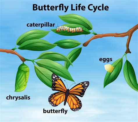 Butterfly life cycle diagram 297460 Vector Art at Vecteezy