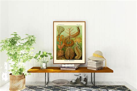 Marine Poster Marine Creature Illustration in Vintage Style | Etsy