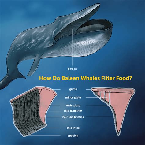 Marine Research Dives Into How Giant Baleen Whales Filter Tiny ...