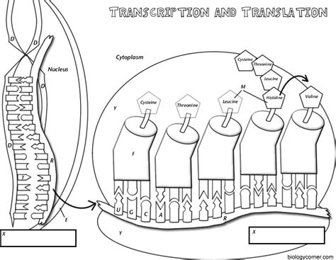 Transcription And Translation Labeled translation occurs outside the ...