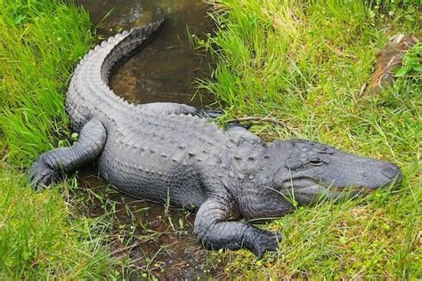 12 Animals That Live in the Swamp (with Pictures) - Wildlife Informer ...