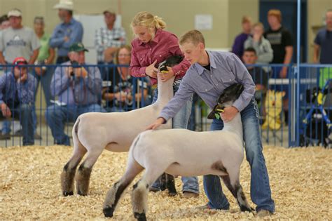 RBCF 4H Sheep | Stephanie Hyrup Photography