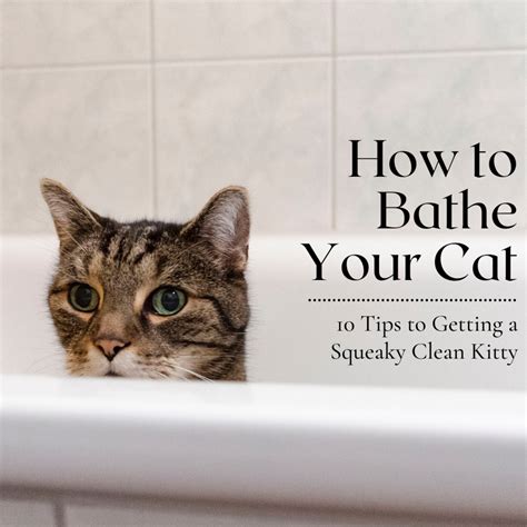 10 Tips to Succesfully Bathe Your Cat (Without Dying in the Process ...