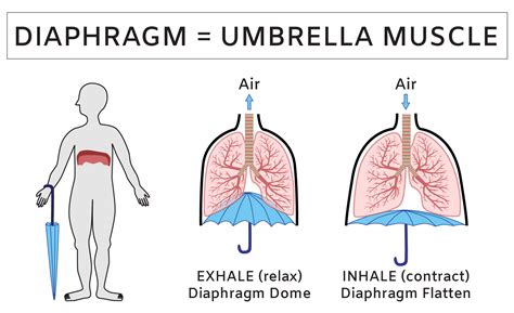 Lungs Diaphragm