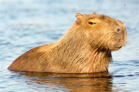 580+ Capybaras Swimming Stock Photos, Pictures & Royalty-Free Images ...