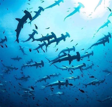 Tag a friend you would dive with to see the Hammerhead sharks migration ...