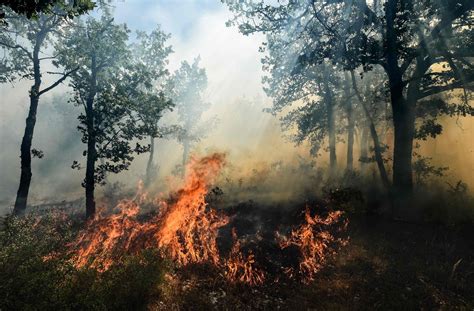 Südfrankreich: Rund 10.000 Menschen vor Waldbränden in Sicherheit ...