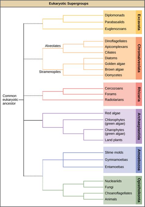 Protists · Concepts of Biology