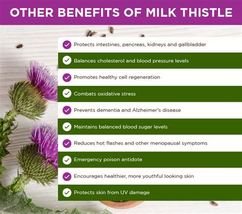 Activation Products | Milk thistle benefits, Milk thistle, Health