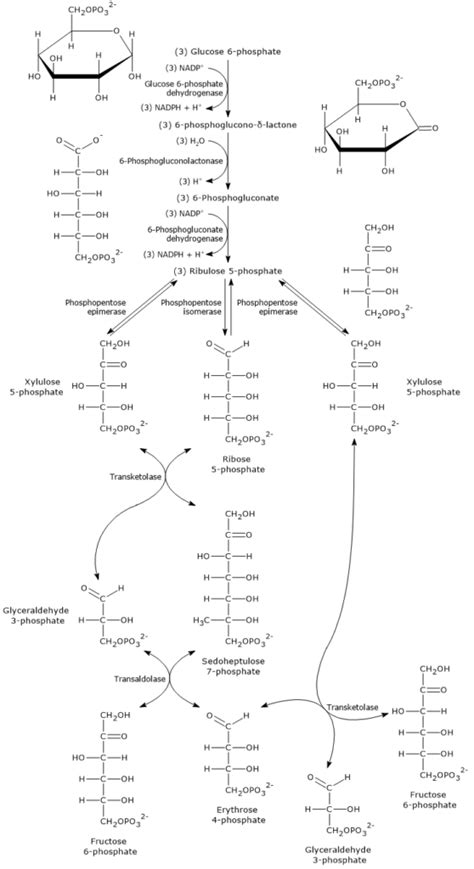 Pentose Phosphate Pathway Mechanism