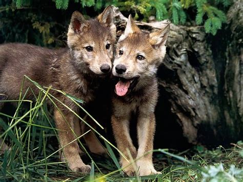 Wolf Pups - Wolves Wallpaper (7896864) - Fanpop