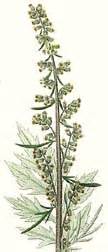 Mugwort Essential Oil from Alchemy Works - Supplies for Witchcraft and ...