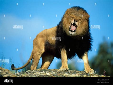 African Lion Roaring Animal Model Stock Photo - Alamy