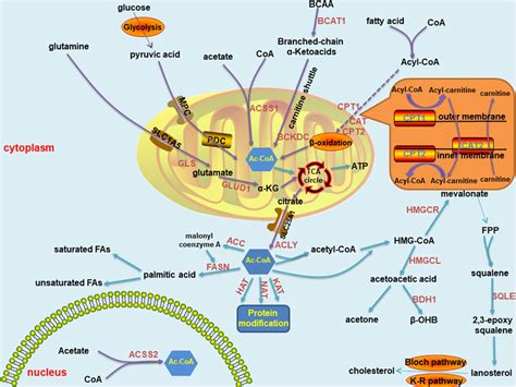 Acetyl Coa Carboxylase Pathway