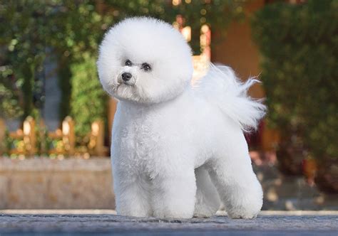 Bichon Frise Breeds