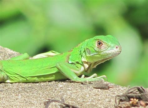 Baby Iguana