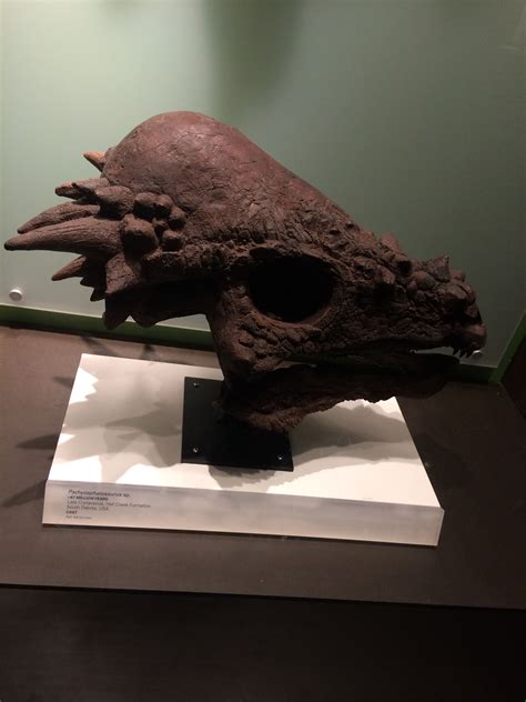 Pachycephalosaurus skull | Sculpture, Lion sculpture, Statue