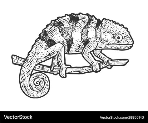 Chameleon lizard sketch Royalty Free Vector Image