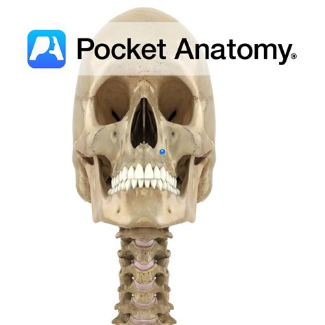 Maxilla - alveolar process - Pocket Anatomy