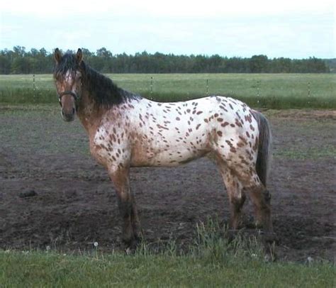 Appaloosa Sport Horse More Photos of Grande | Sport horse, Different ...