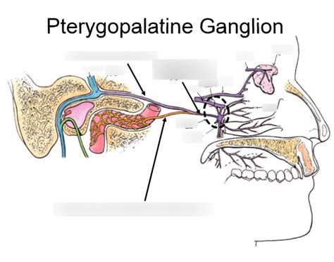 Pterygopalatine Ganglion Diagram | Quizlet