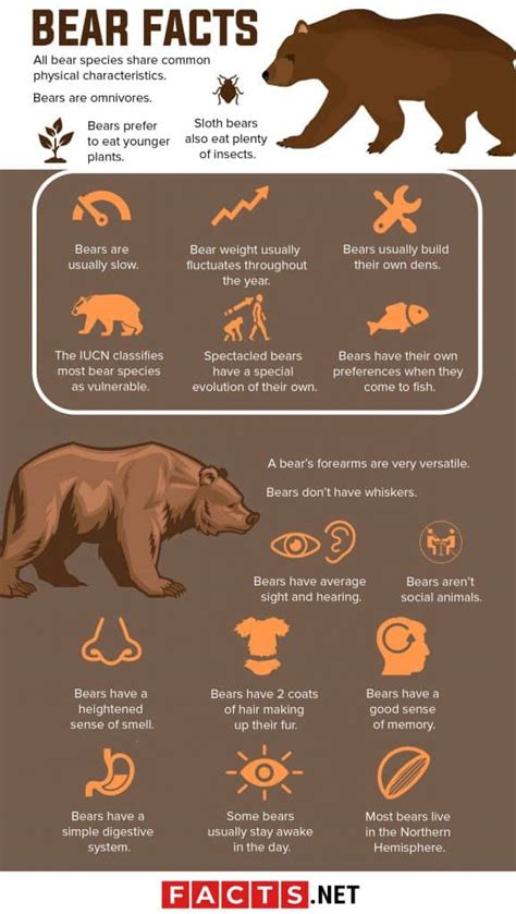 105 Interesting Bear Facts From All Around The World