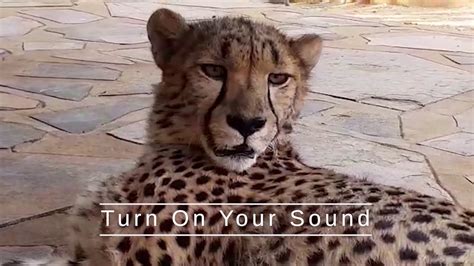 Cheetah Purring at Cheetah Conservation Fund Headquarters Namibia - YouTube