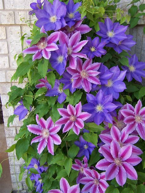 Clematis wallpapers, Earth, HQ Clematis pictures | 4K Wallpapers 2019