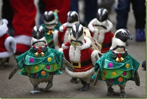 MOTUS A.D.: Christmas Penguins