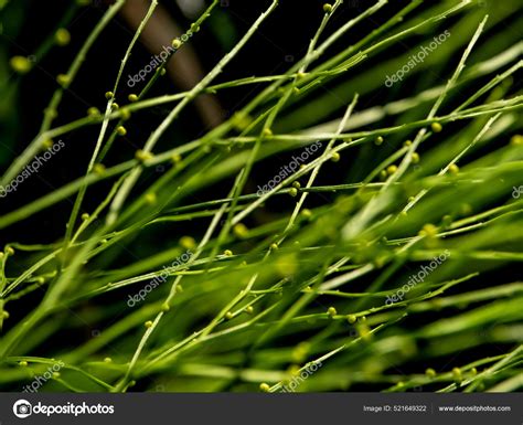 Sporangia Psilotum Nudum Aerial Stems Arising Horizontal Rhizomes Stock ...