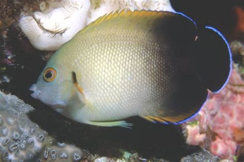 Pearlscale Angelfish Marine - Aquariumia