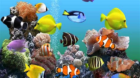 Hd Aquarium Wallpaper For Windows 7