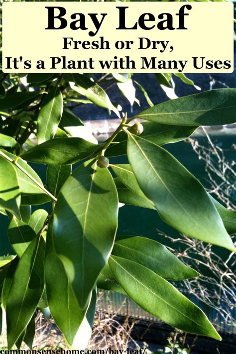 Bay Leaf - Fresh or Dry, It's a Plant with Many Uses