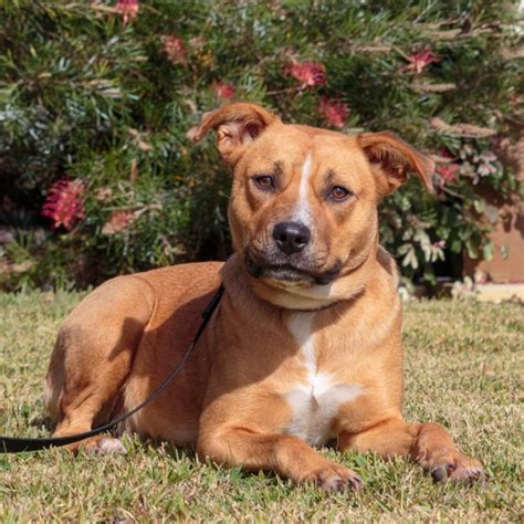 Alice D0022 - Medium Female Staffordshire Bull Terrier Mix Dog in WA ...